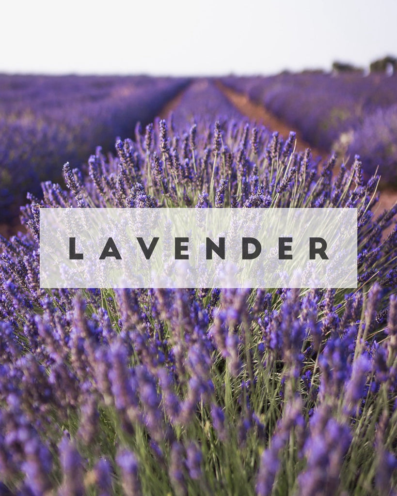 LAVENDER || Calming + Soothing + Timeless
