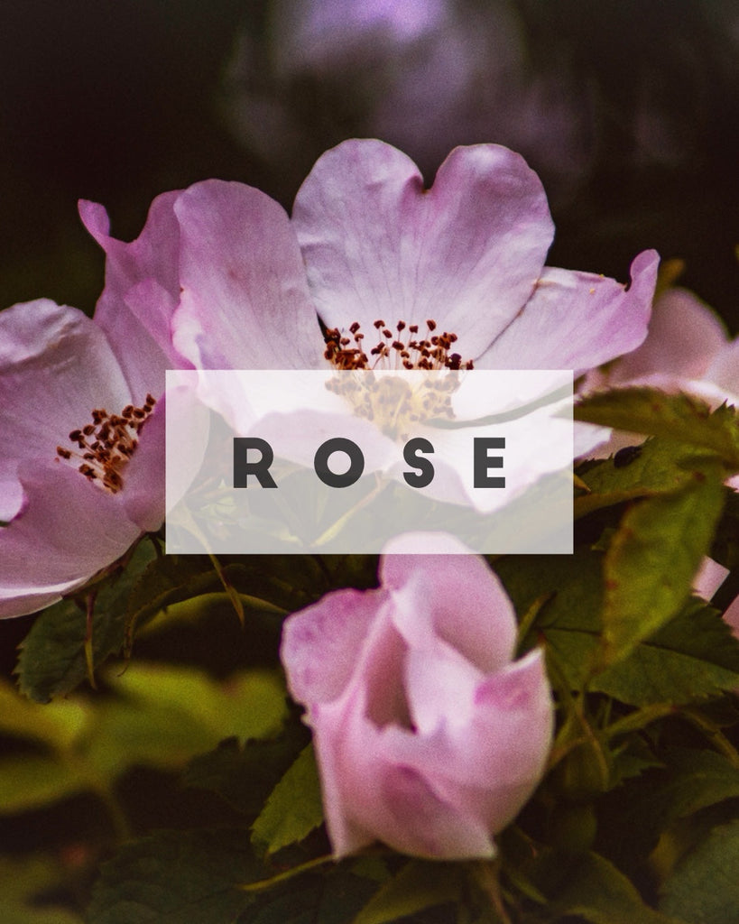 ROSE || Delicate + Sensual + Heart-opening