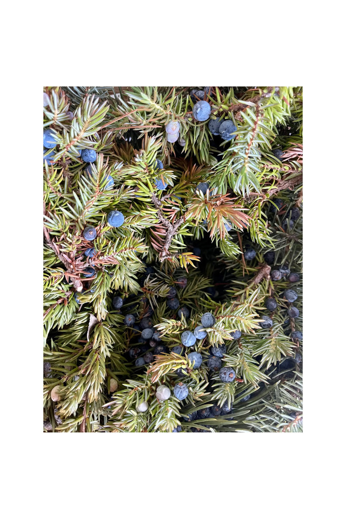 Dark Slate Gray Juniper Foaming Sugar Scrub