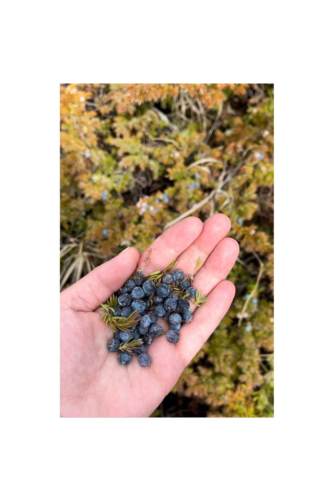 Sienna Grounding Juniper || Bath + Massage Oil