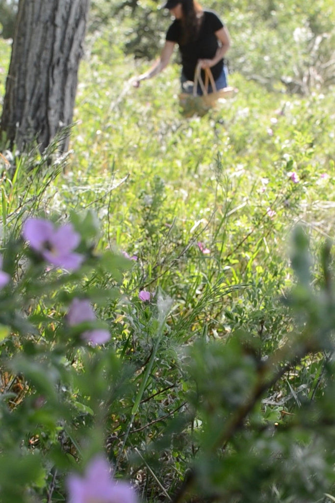 Dark Olive Green Wild Rose Hydrosol