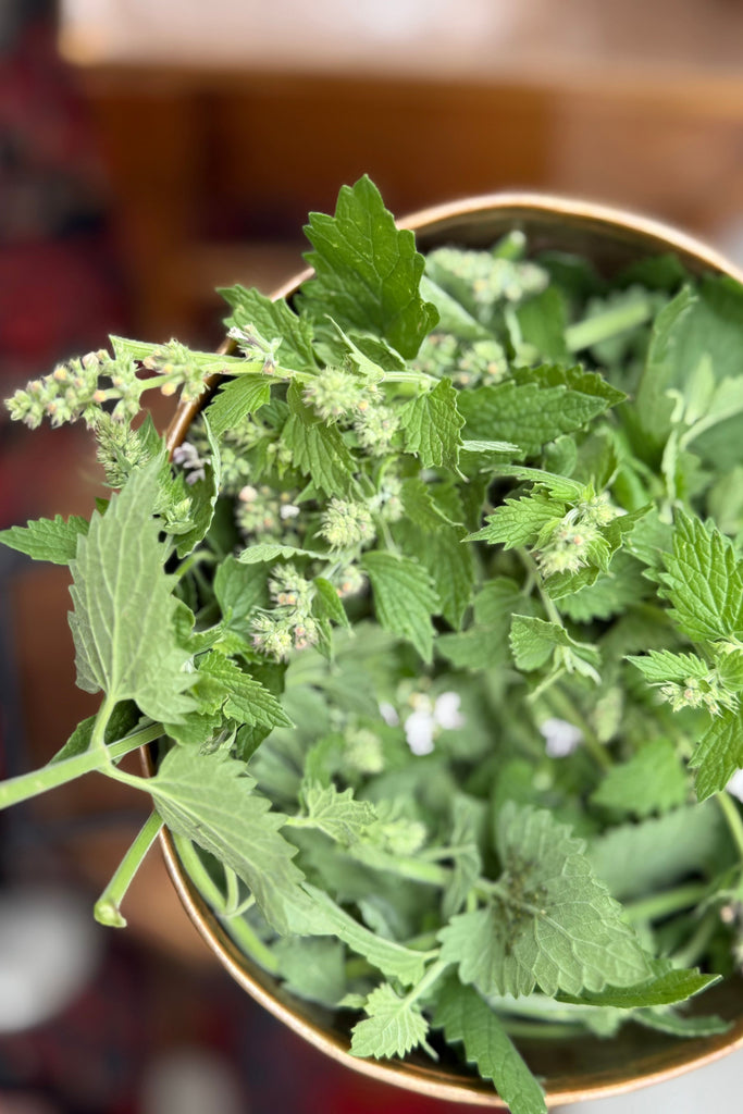 Dark Olive Green Lavender & Mugwort & Catnip [Field Note] Hydrosol