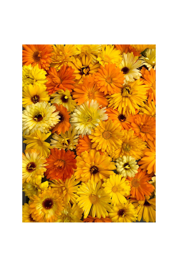 Dark Goldenrod Calendula || Botanical Oil