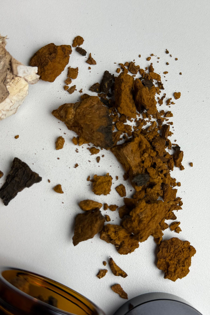 Light Gray Chaga Mushroom