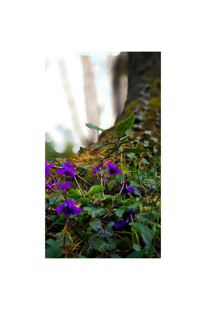Dark Slate Gray Violet || Herbafume