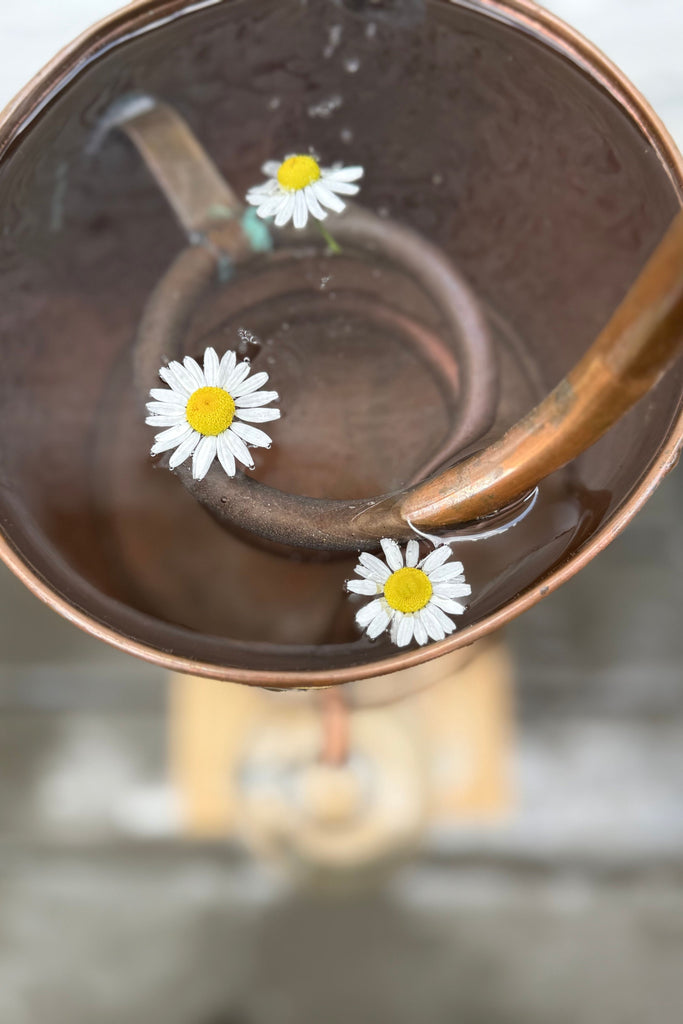 Dim Gray Chamomile Hydrosol