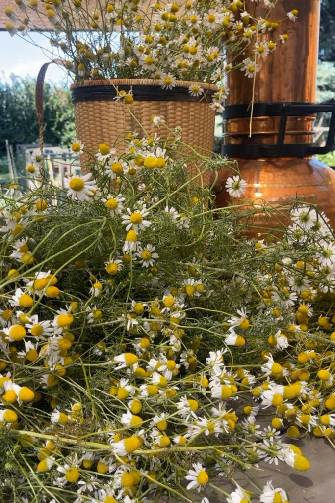 Dark Olive Green The Art of Distilling || The Alchemy