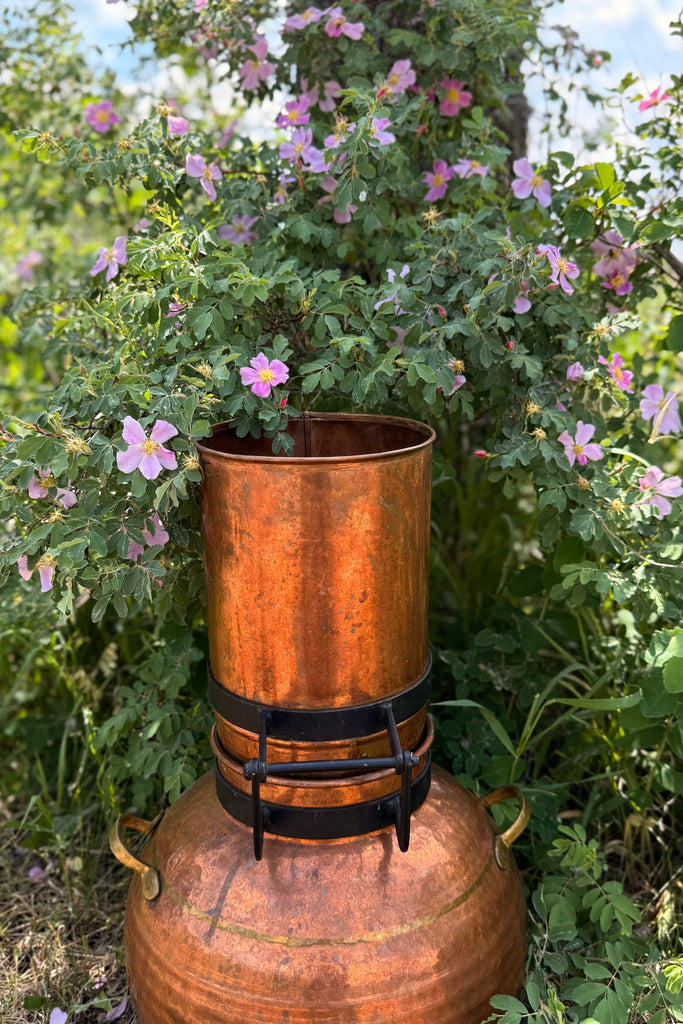 Dark Olive Green Wild Rose Hydrosol