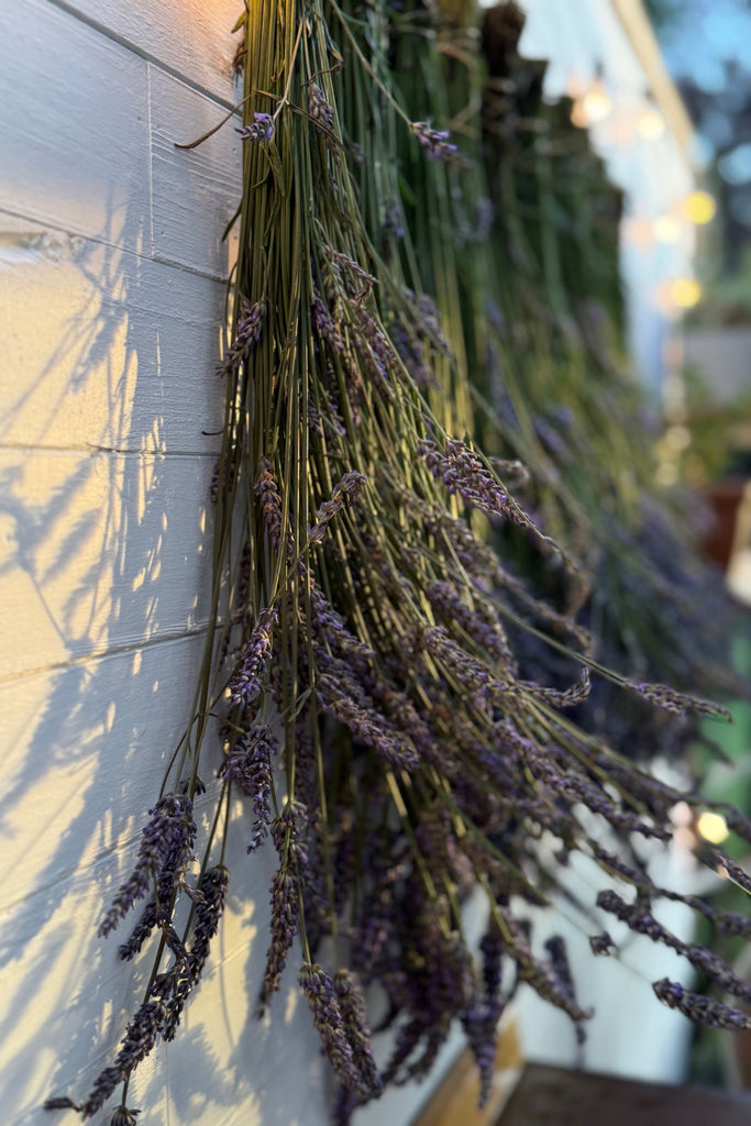 Dark Slate Gray Lavender Hydrosol