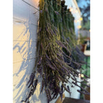 Lavender Hydrosol