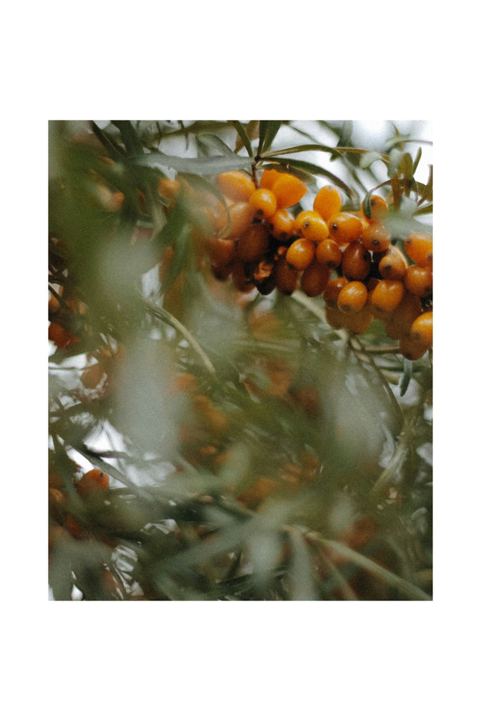 Dark Olive Green Tomato & Havtorn Face Oil
