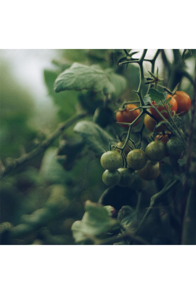 Dark Slate Gray Tomato & Havtorn Face Oil