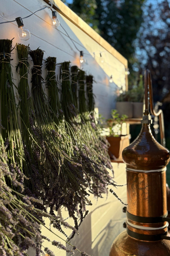 Dark Slate Gray Lavender Field Bundle