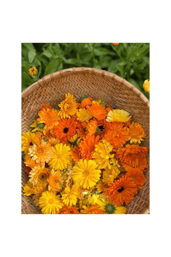 Dark Goldenrod Calendula || Botanical Oil