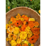 Calendula || Botanical Oil
