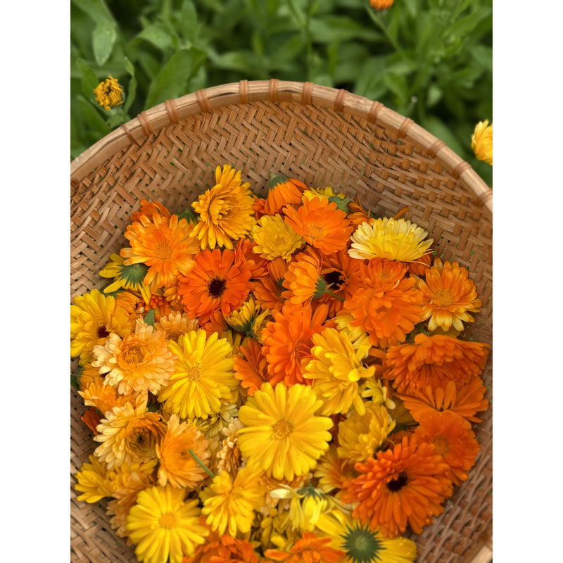 Calendula || Botanical Oil