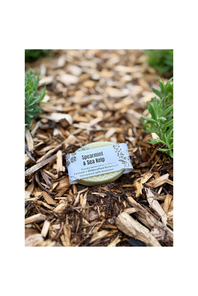 Rosy Brown Spearmint & Kelp Soap