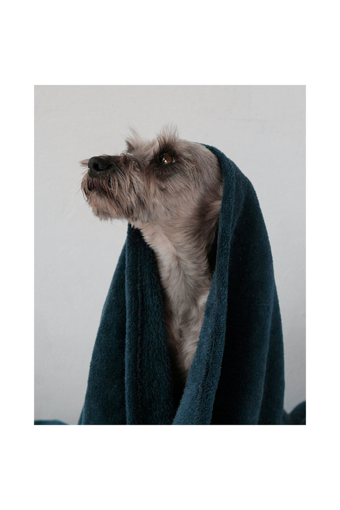 Gray Pet Shampoo Bar