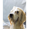Pet Shampoo Bar