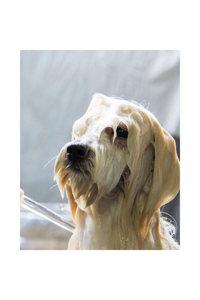 Gray Pet Shampoo Bar