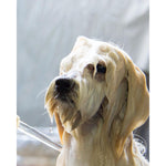 Pet Shampoo Bar