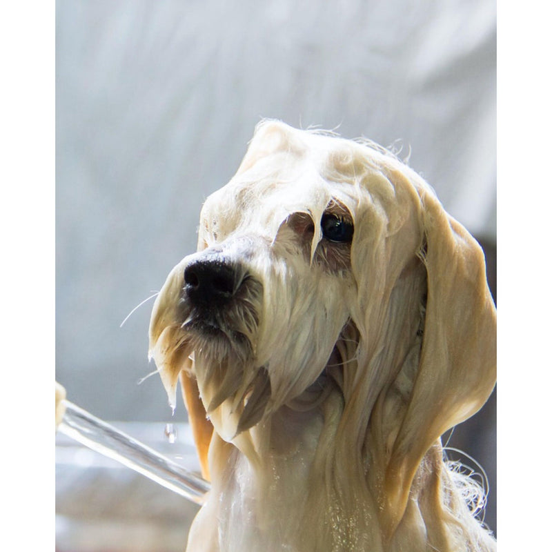 Pet Shampoo Bar