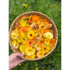 Calendula || Botanical Oil