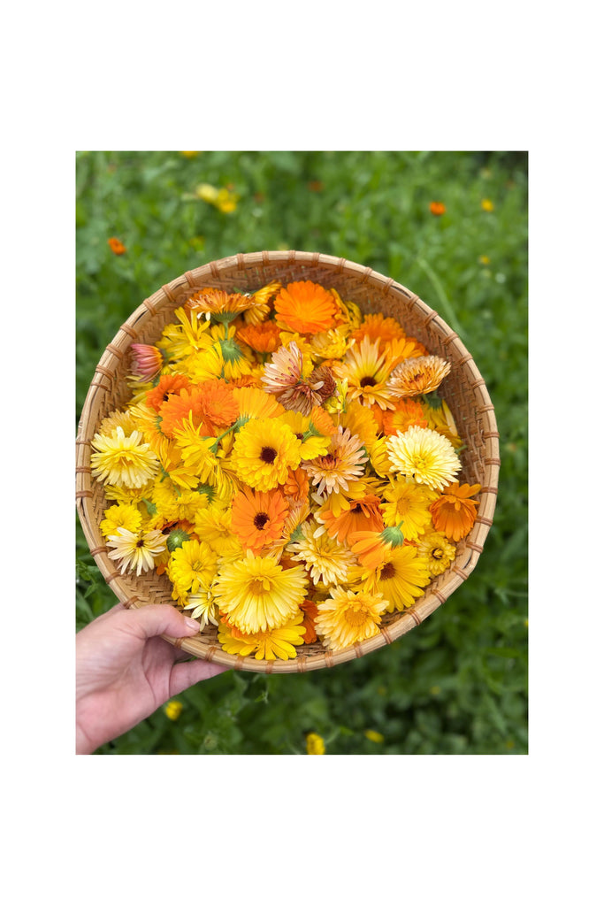 Goldenrod Calendula || Botanical Oil