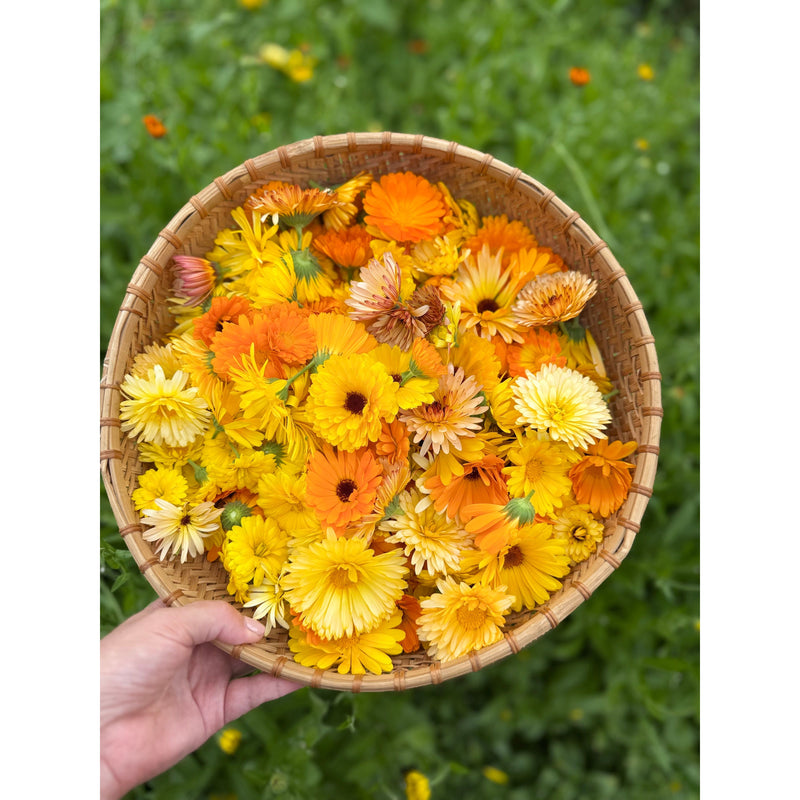 Calendula || Botanical Oil