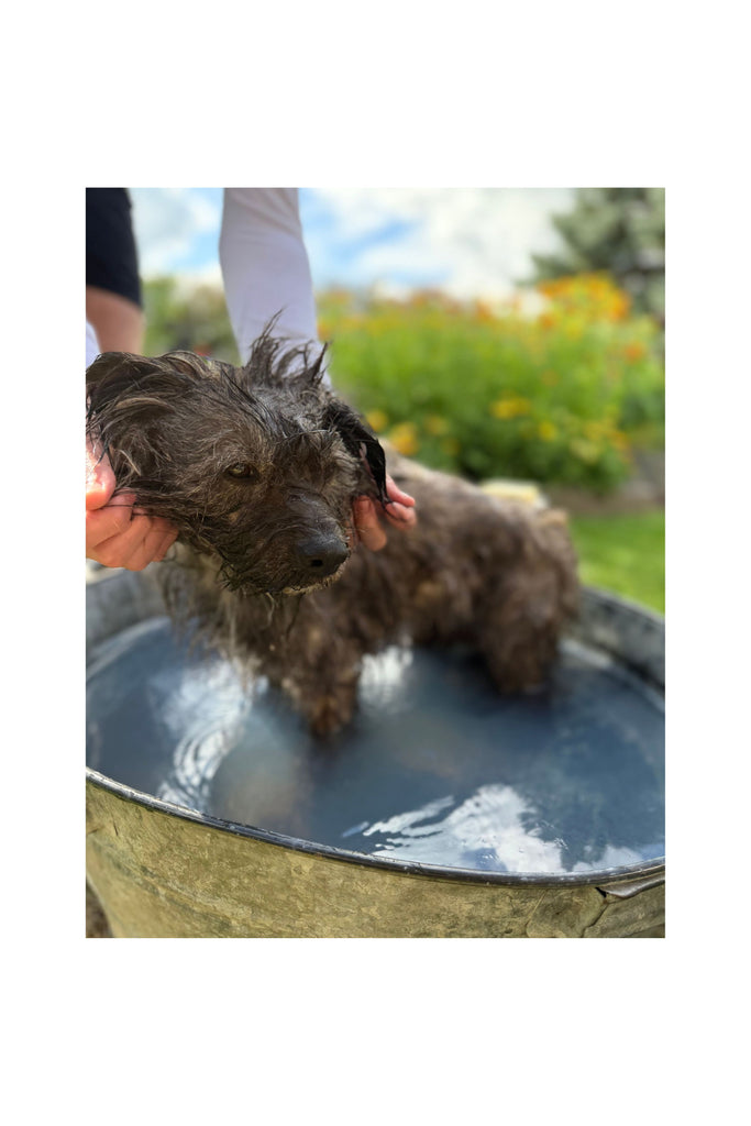 Dark Olive Green Pet Shampoo Bar