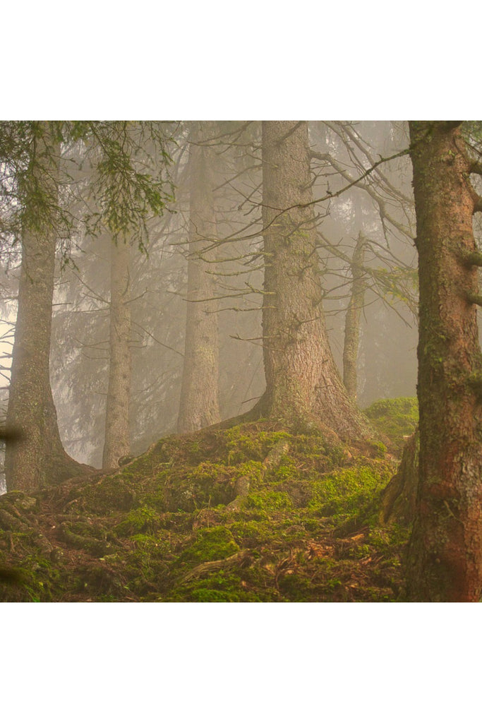 Dim Gray Forest Alchemy Herbafume