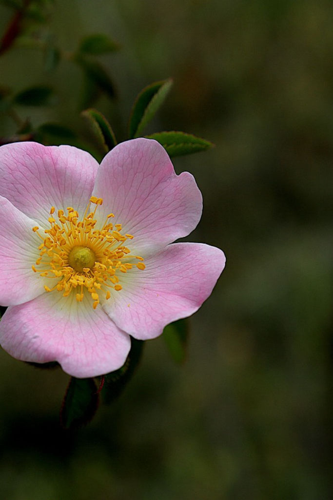 Black Touch of Rose Herbafume