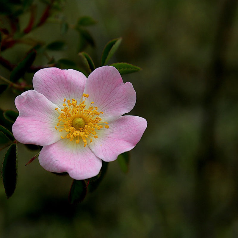 Touch of Rose || Herbafume