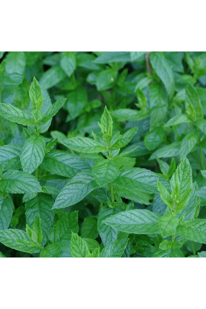 Sea Green Wild Mint Tallow Lip Balm