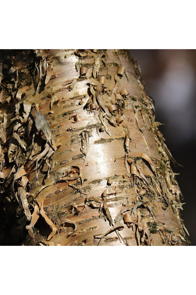 Rosy Brown Birch Bark Lip Balm