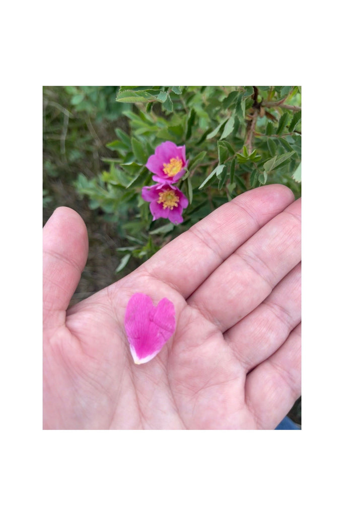 Gray Botanical Hydrate Wild Rose