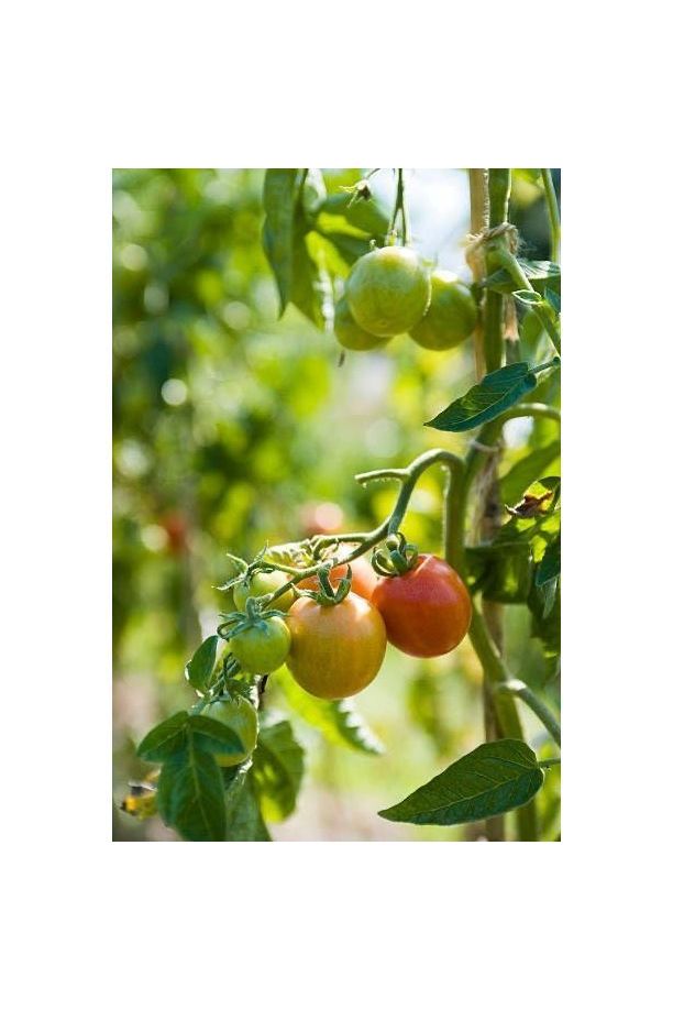 Olive Drab Tomato Vine Foaming Handsoap