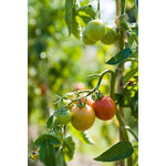 Tomato Vine Foaming Handsoap
