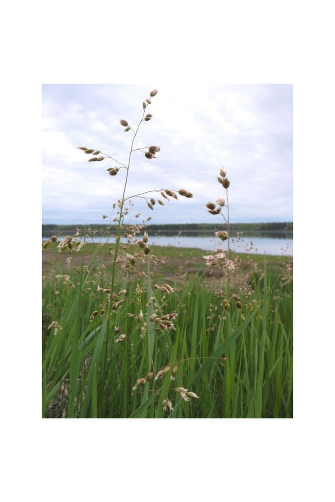 Lavender Sweetgrass [Field Note] Hydrosol